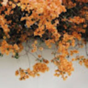 Meet your Posher, Jade